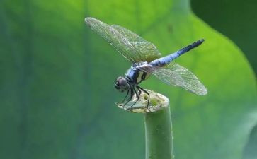 蜻蜓蜻蜓读后感8篇