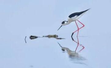 鹬蚌相争教案7篇