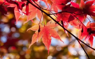 10月的演讲稿7篇