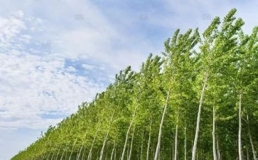 《白杨》教学反思最新7篇