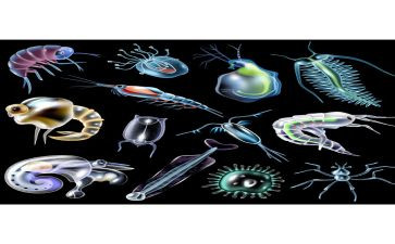 八上生物教案通用6篇