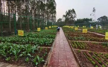 食堂切菜工作总结8篇