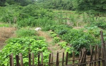 湘菜产业调研报告5篇