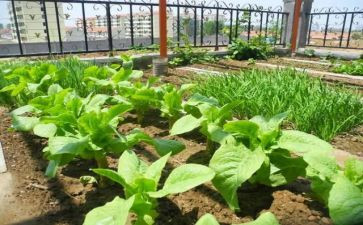 湘菜调研报告总结8篇