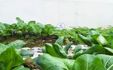 炒蔬菜教案优秀6篇