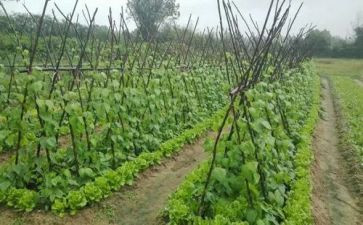 湘菜调研报告范文优秀5篇
