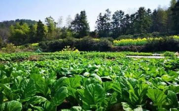 炒蔬菜教案模板6篇