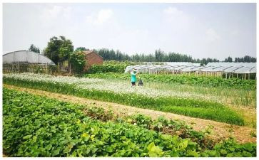 泡菜市场调研报告6篇