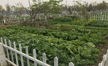 浇菜园作文通用6篇