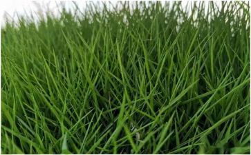 幼儿园稻草教案6篇