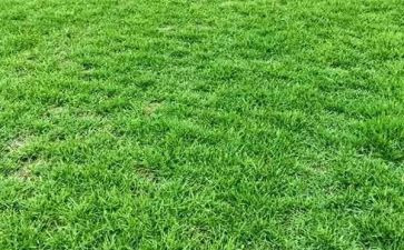 4年级草的作文优质8篇