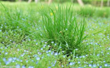 小班草教案及反思优秀6篇