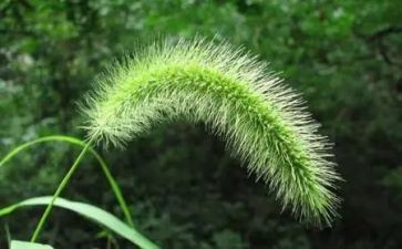 幼儿园狗尾巴草教案7篇