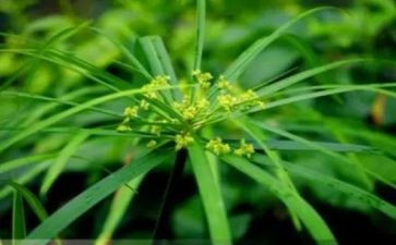 草的调查报告精选7篇