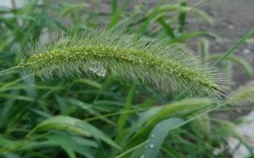 劳动除草心得体会8篇