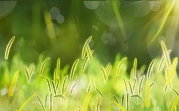 小草魂作文通用8篇