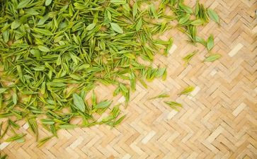 茶主题教案精选6篇