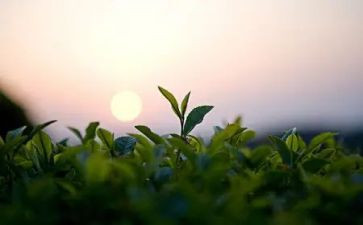 幼儿园茶教案和反思优秀5篇