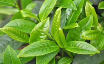 有关茶的调查报告5篇