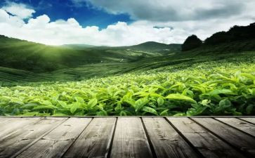 黑茶调研报告模板8篇
