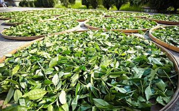 茶调研报告最新8篇