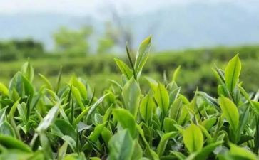 黑茶营销活动策划优秀5篇