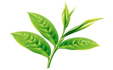 听茶文化的心得体会7篇