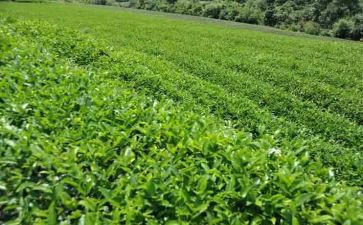 茶主题教案参考7篇