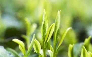 关于介绍茶的作文参考8篇