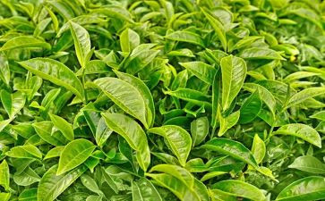 有关茶的调查报告模板8篇