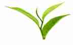 黑茶调研报告推荐8篇