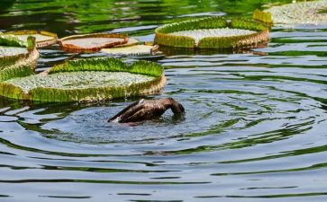 池塘里的鱼教案7篇