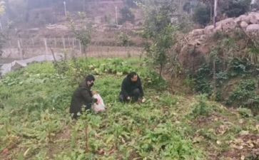 川农毕业自我鉴定范文模板5篇