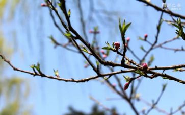 商场春节活动方案策划5篇