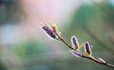话春节作文600字参考6篇