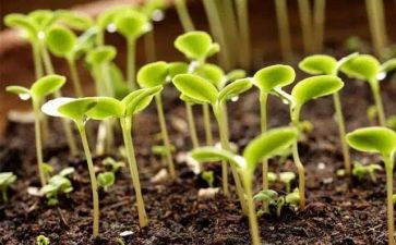 种子发芽教案6篇