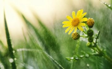 风雨后见彩虹作文优质6篇