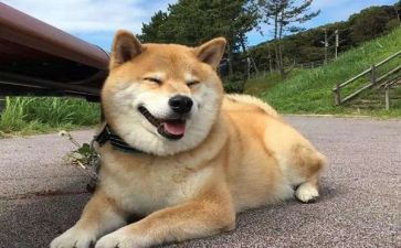我的心爱之物狗作文推荐7篇