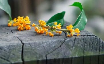摇桂花作文模板6篇