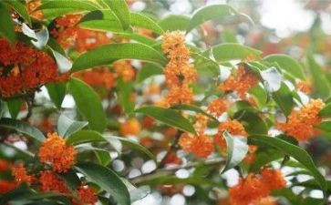 摘桂花作文优秀7篇