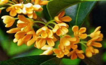 桂花乐作文400字最新6篇