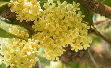 有关桂花糕的作文8篇
