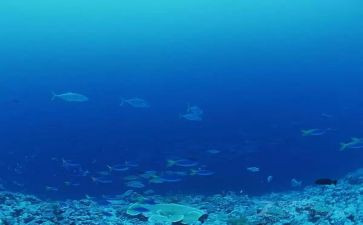 海底两万里9读后感参考5篇