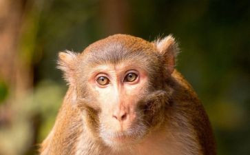 狗和猴大班语言教案最新7篇