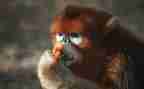 猴子是猴子读后感优秀8篇