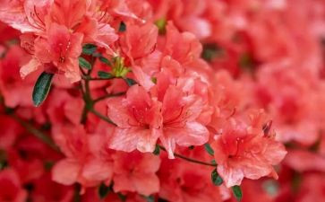 ?w朝花夕拾心得体会参考5篇