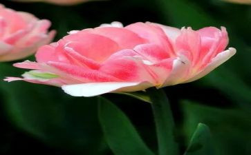 《朝花夕拾》的心得7篇