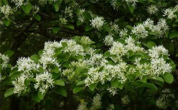?w青铜葵花读后感7篇