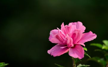 昙花开了作文8篇