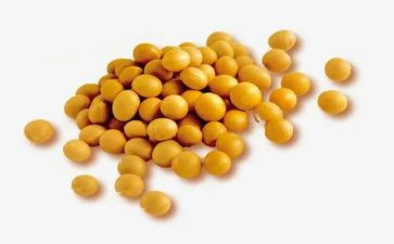 泡黄豆作文5篇